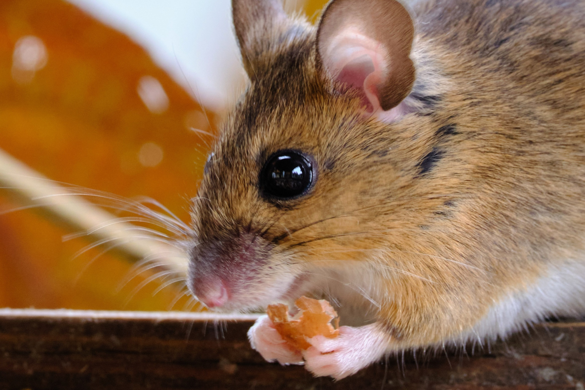 Health Problems in Pet Mice