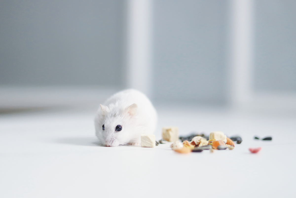 Symptoms of and Dealing With Uterine Problems in Hamsters