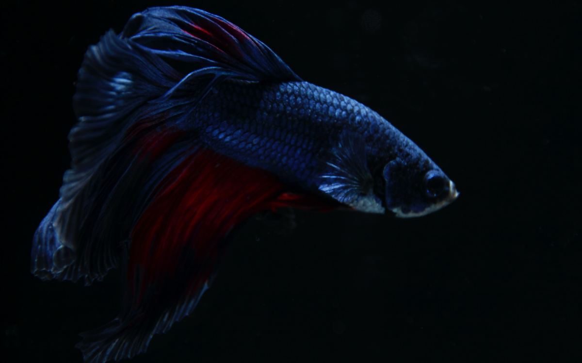 The Complete Betta Fish Care Guide for Beginners