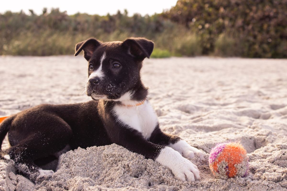 7 Benefits of Owning a Pet Dog