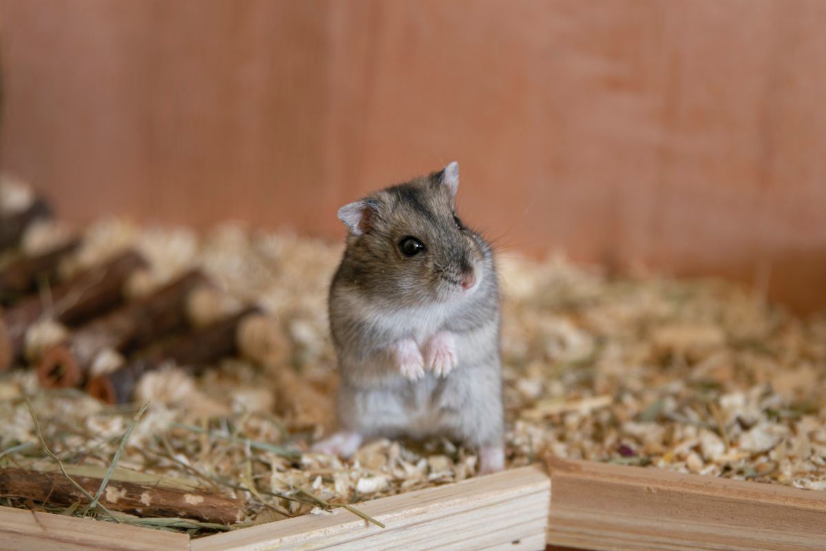 How Do Hamsters Communicate With Each Other and With Humans?