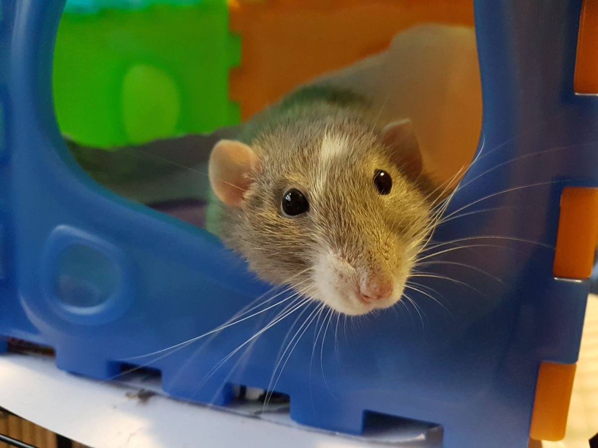 Rats as Therapy Pets