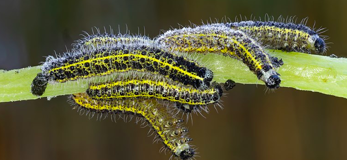 Caterpillar Basics: Answers to Commonly Asked Questions About Caterpillars (With Photos)