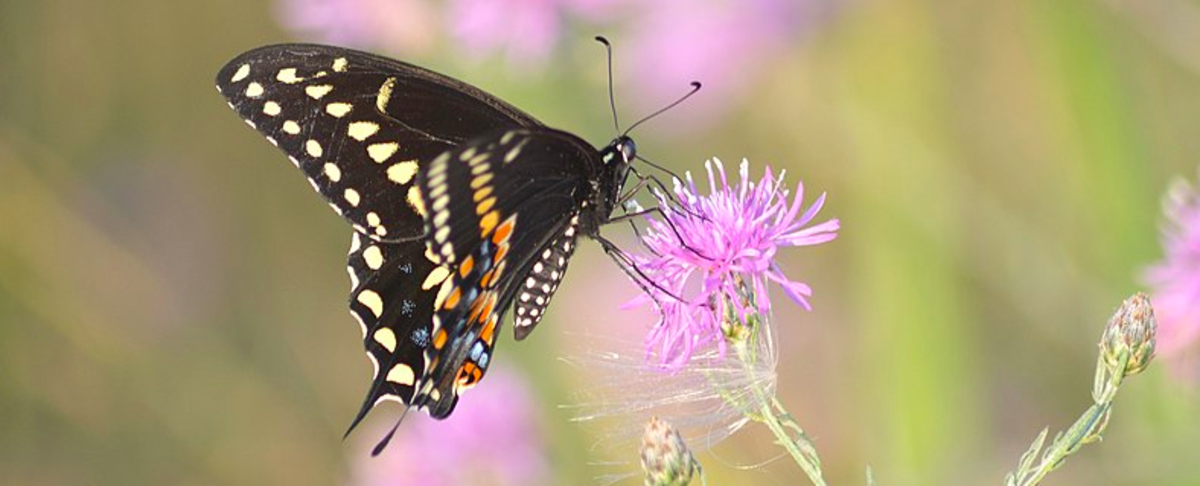 Here's your identification guide to black and dark-colored butterflies. 