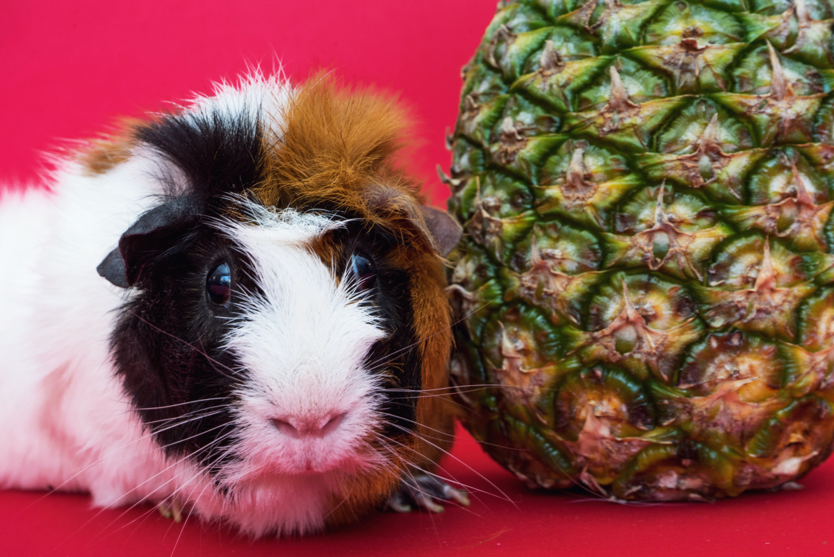 What are Guinea Pigs Allergic to?