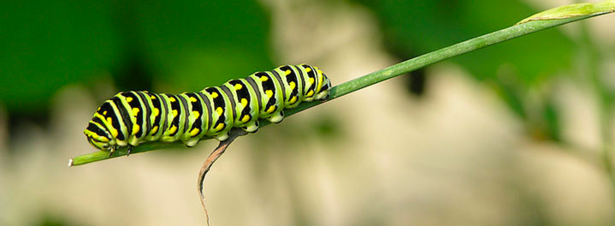 How to Raise a Caterpillar to a Butterfly or Moth