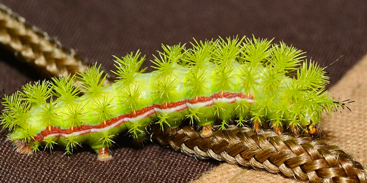 Venomous Caterpillars That Sting (With Photos)