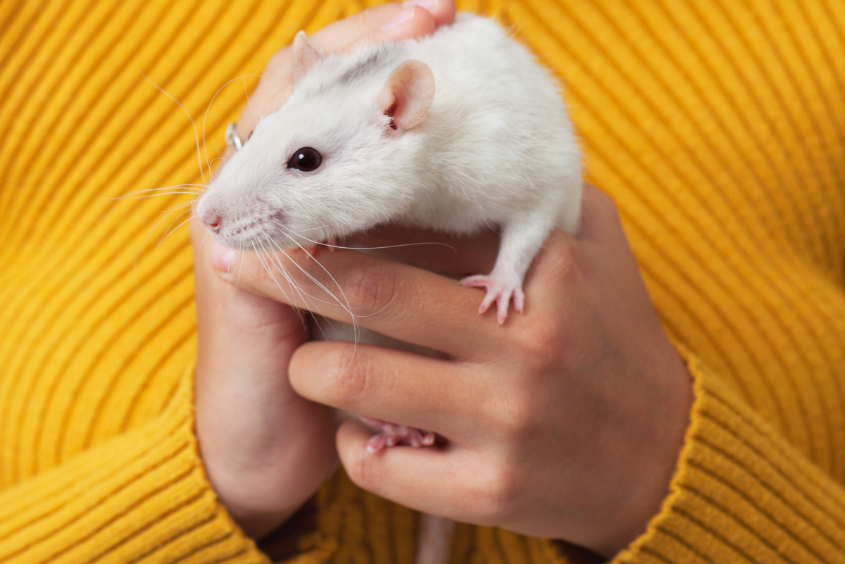 How to Safely Pick Up and Hold a Pet Rat