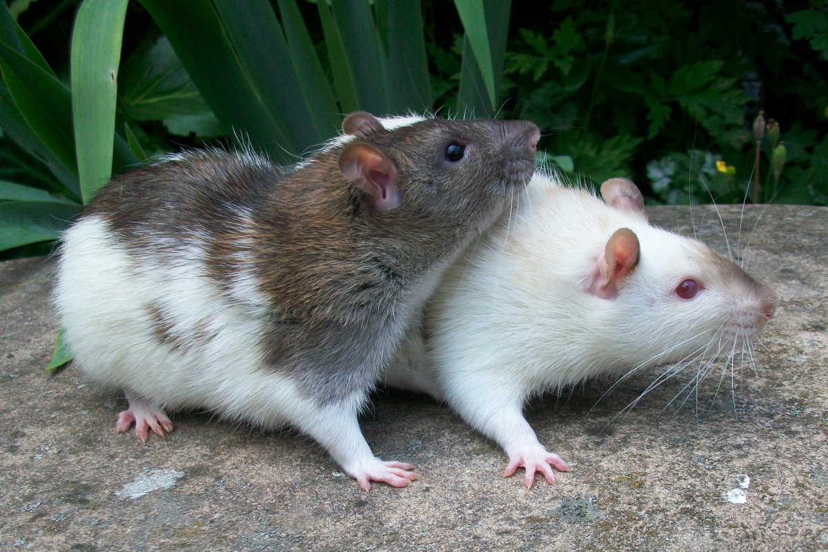 Women's Cute Mouse Rats Mice Pattern Pets Lover Loungewear