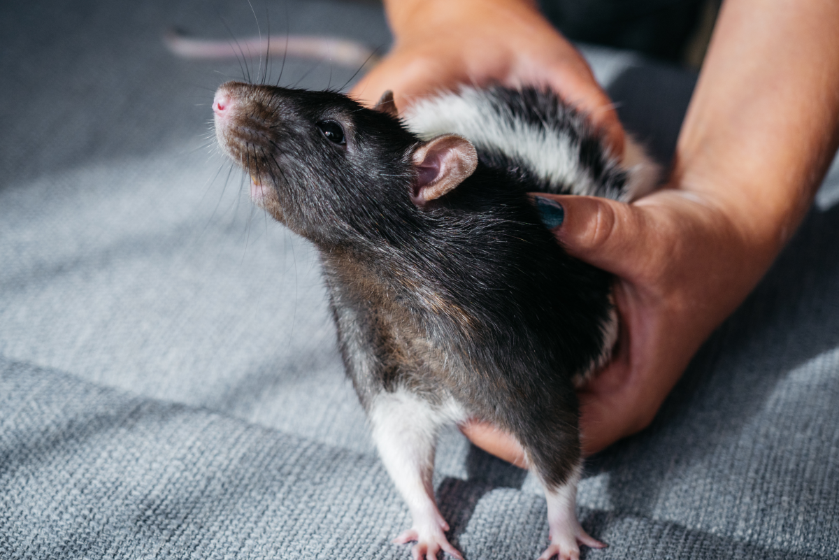 Why Rats Are the World's Smartest and Most Underrated Pets