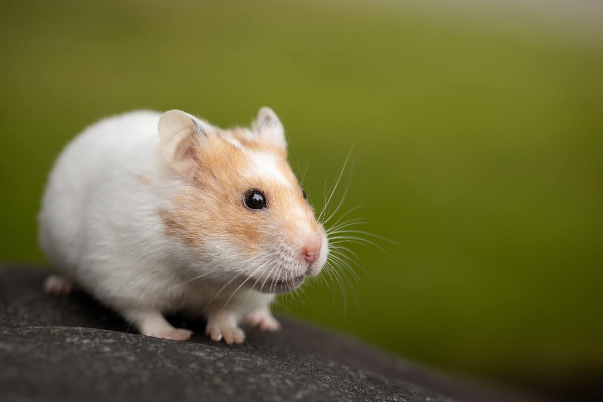 Hamster Breathing Fast and Heavy? Respiratory Infection Info
