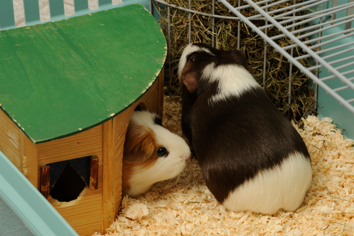 What Toys Can I Give My Guinea Pig?