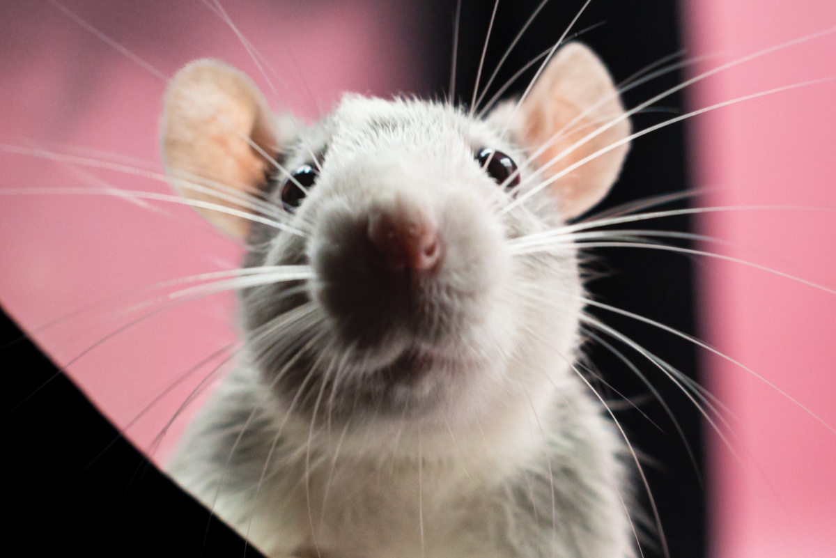Fancy Rat Varieties: Fur Color, Eye Color, Coat Type, and Markings