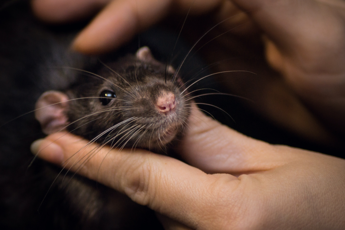 How to Bond With Your Pet Rats: A Beginner's Guide