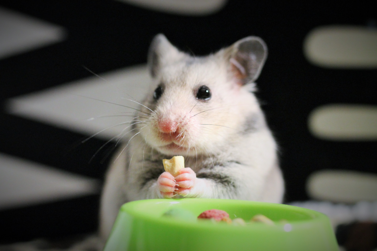 How Much Does a Hamster Need to Eat?