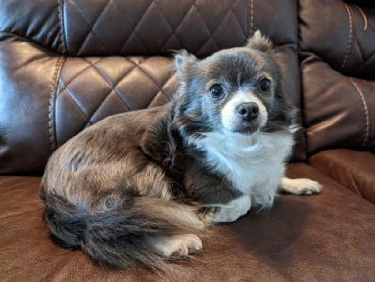 Dog Meditation and How to Bond With Your Pet HubPages