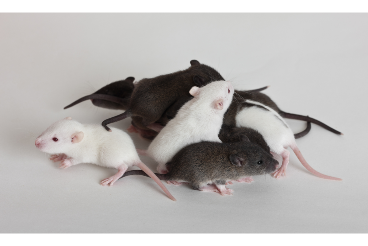 Alpha Mouse: How to Tell if Your Mice Are Fighting or Playing