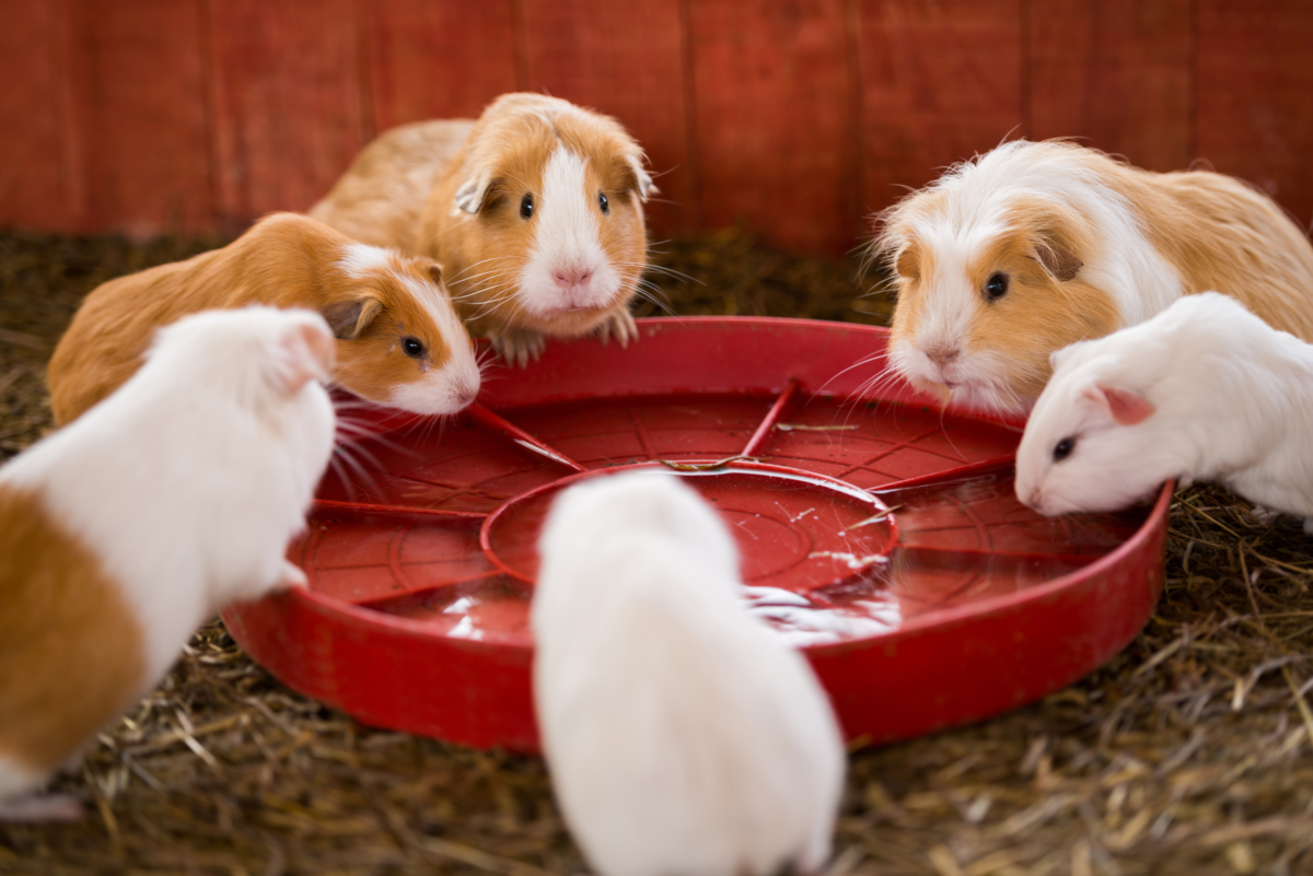 Why Isn't My Guinea Pig Drinking Water?