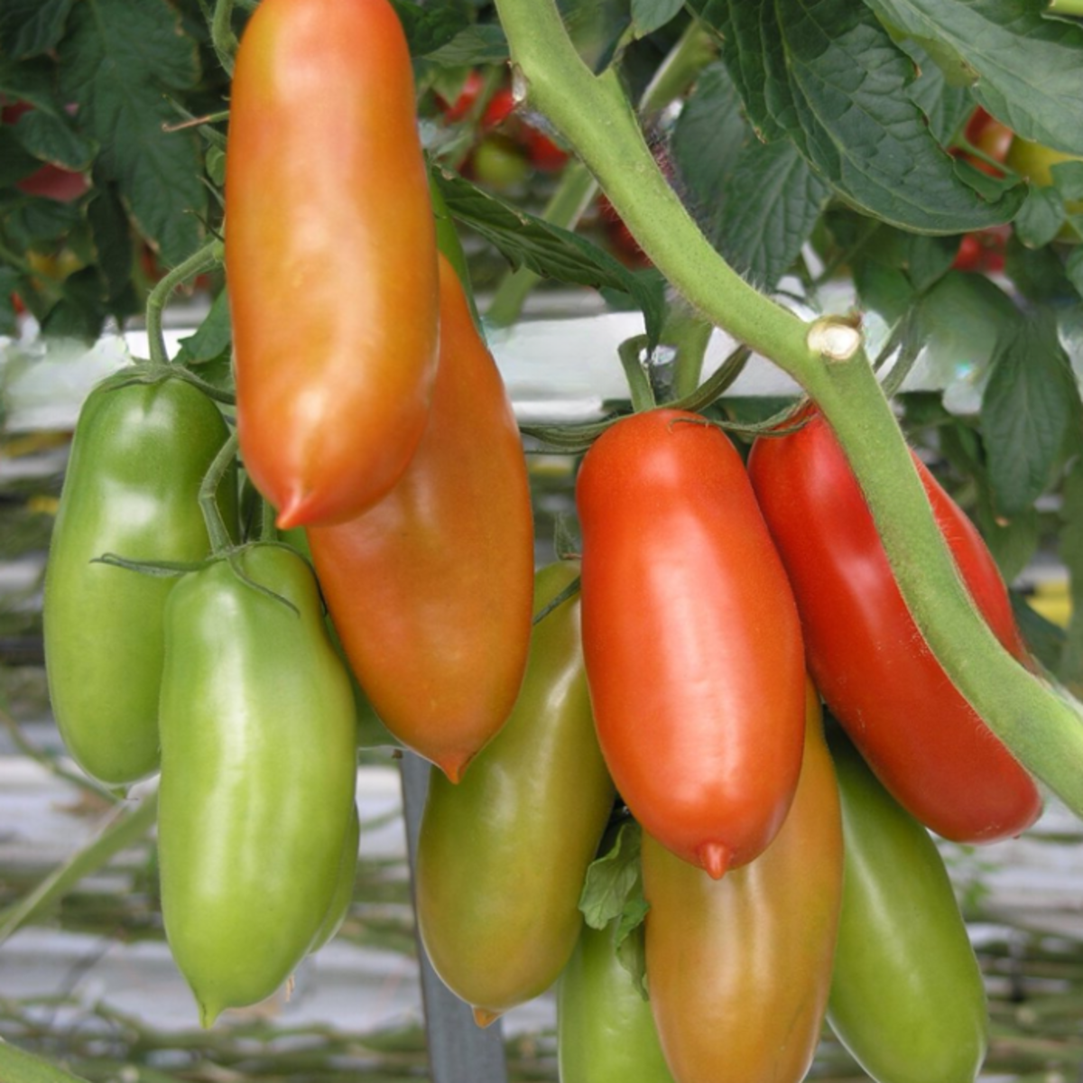 San Marzano Tomato Plants: From Seed to Plate Growing and Harvesting Tips