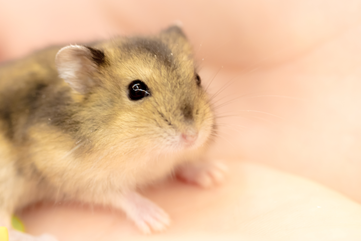 How to Spot a Sick Mouse: Common Illnesses in Pet Mice