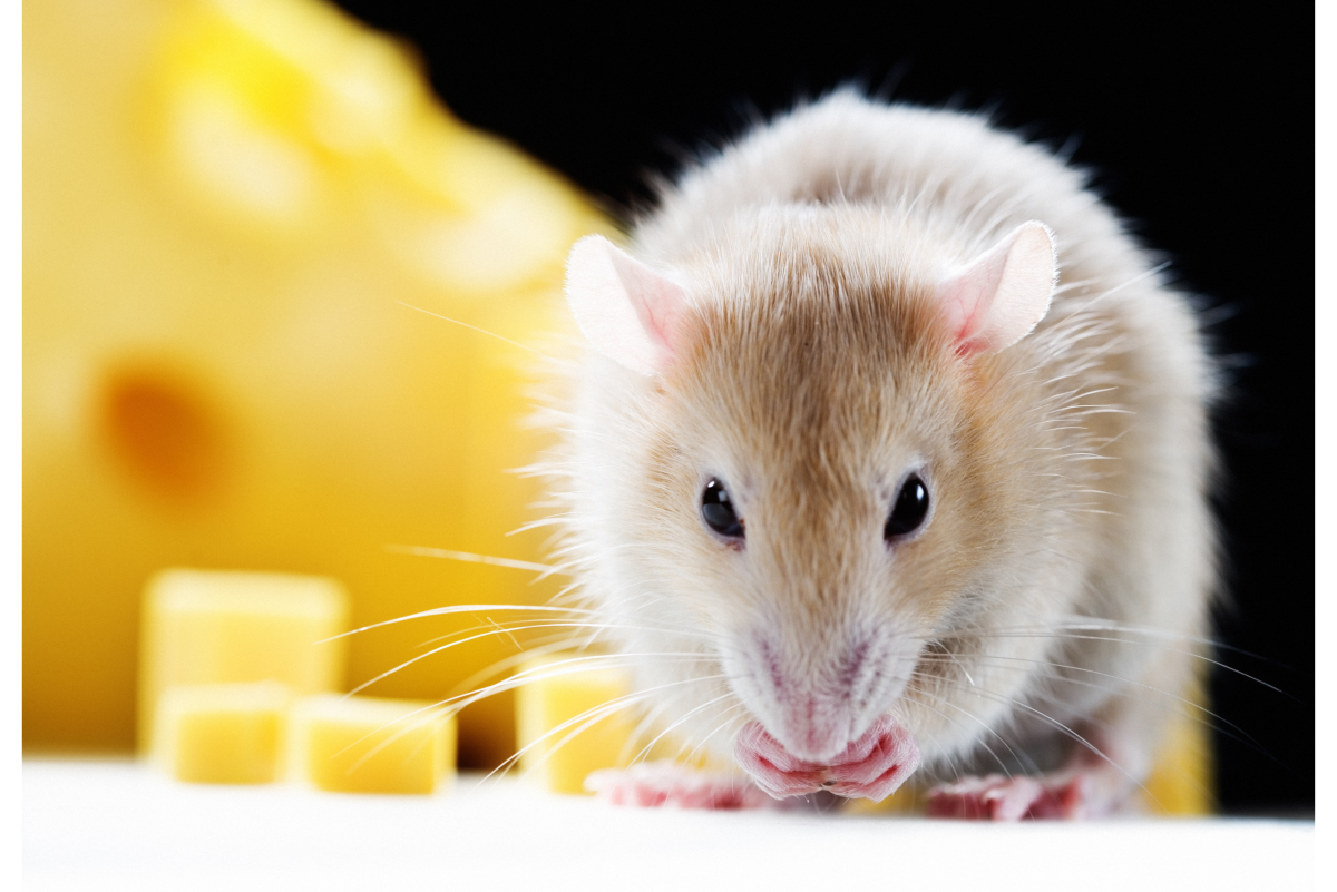 A List of Safe and Dangerous Foods for Your Pet Rat