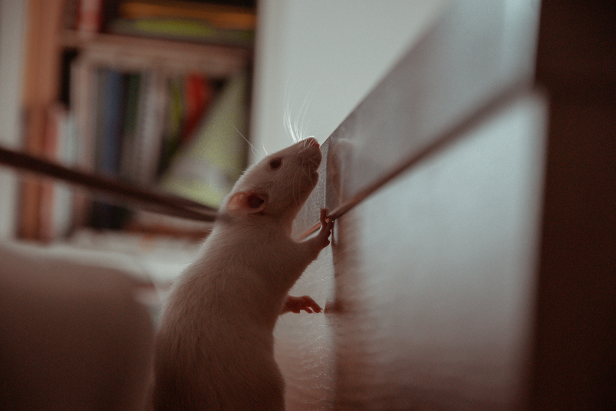 How to Keep Your Pet Rats Cool During Summer