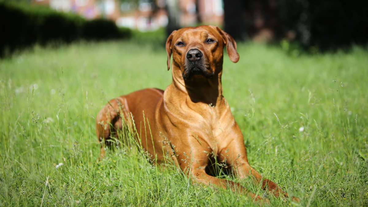 Can I Use Ivermectin for Heartworm Preventative in a Pregnant Dog?