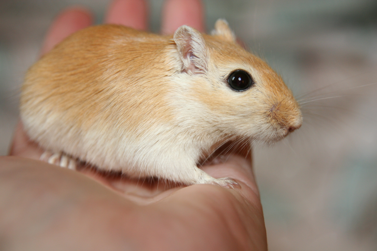 How to Identify and Help Depressed Gerbils