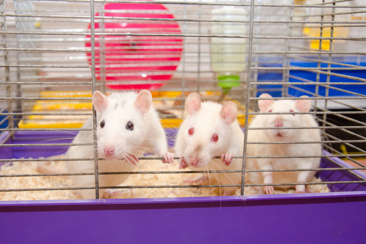 6 Things You Need to Have in Your Rat Cage - PetHelpful