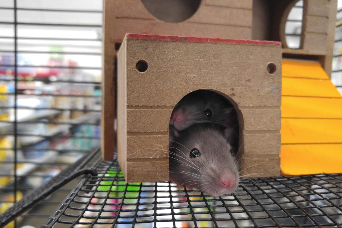 How to Introduce a New Pet Rat