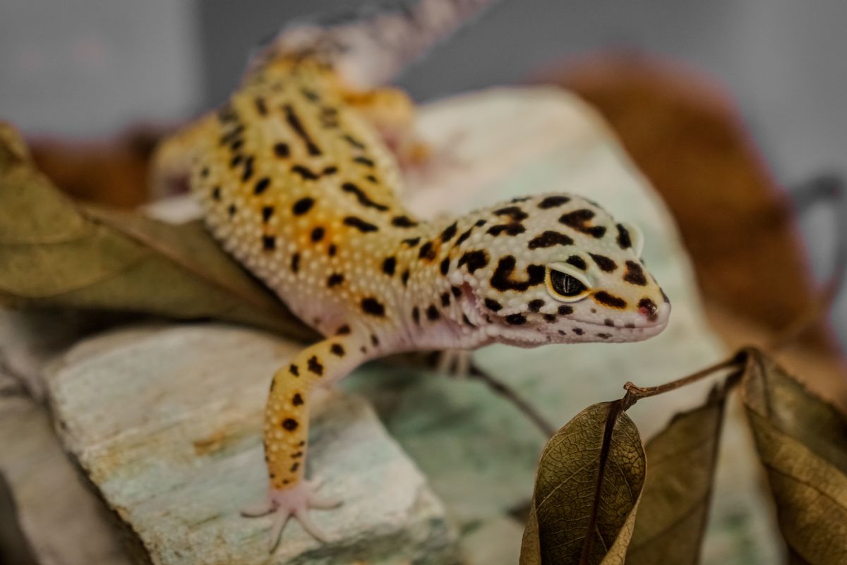 A Beginner's Guide to Owning/Caring for a Leopard Gecko