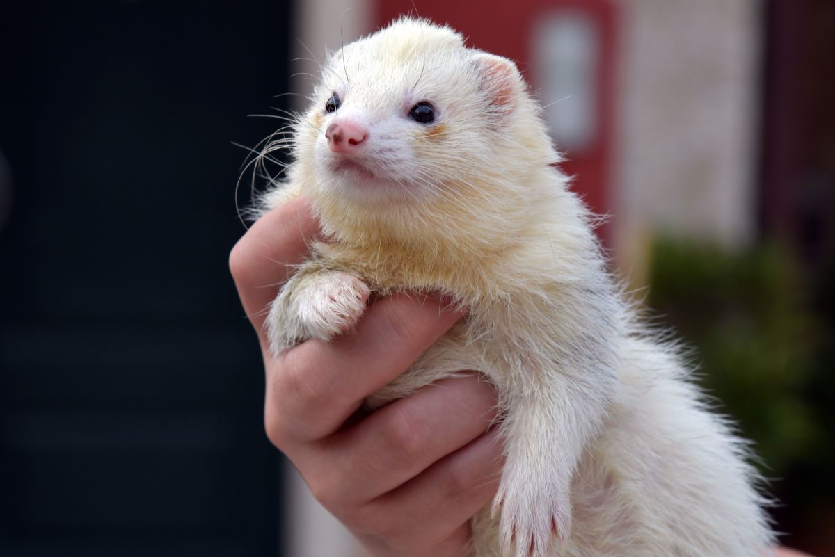 Are Ferrets Banned in Your Country?