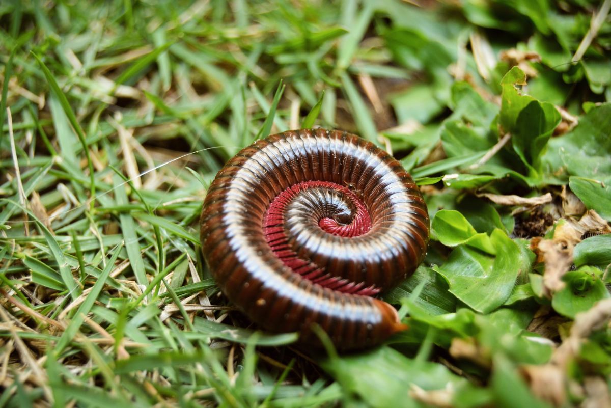 Giant African Millipedes as Pets: Care and Feeding