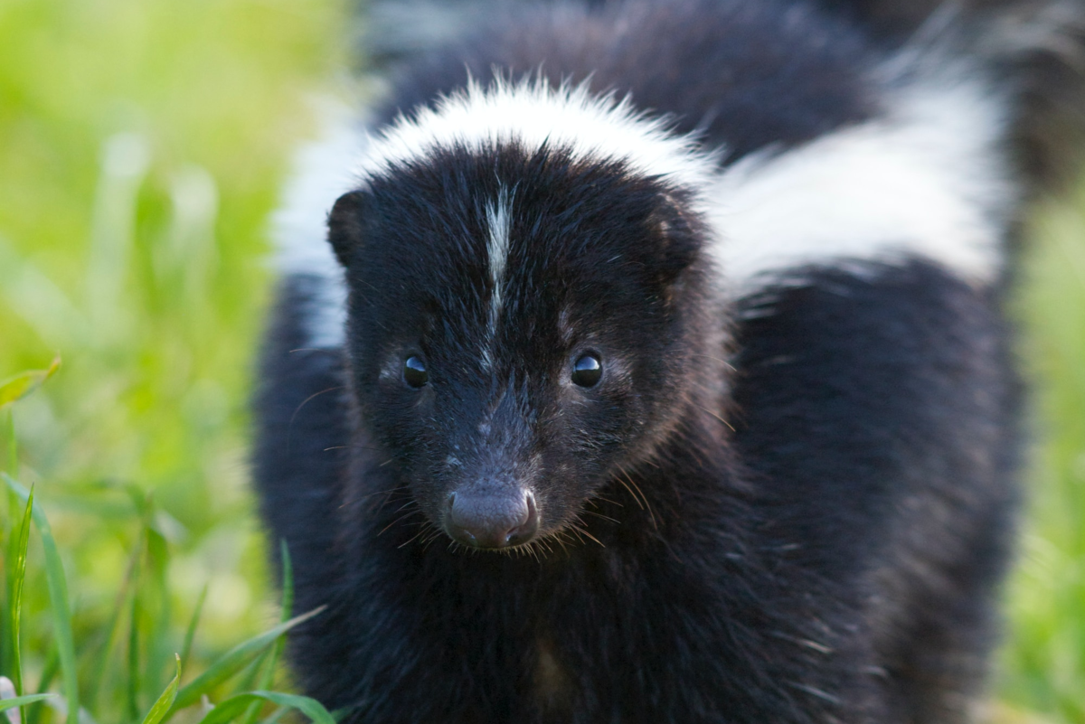 What to Feed Your Pet Skunk