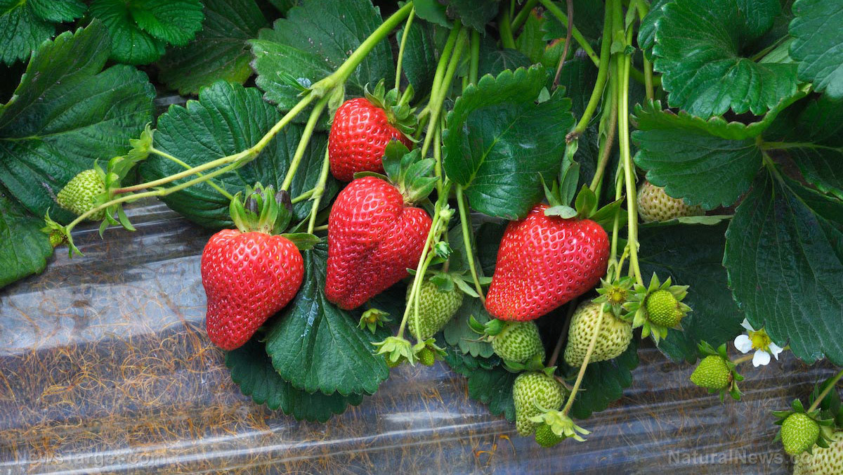 A Comprehensive Guide for Growing Strawberries