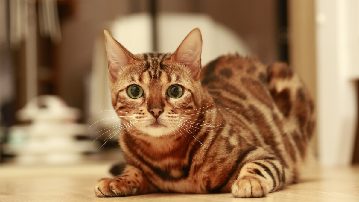 Does My Bengal Cat Have a Neurological Disorder?