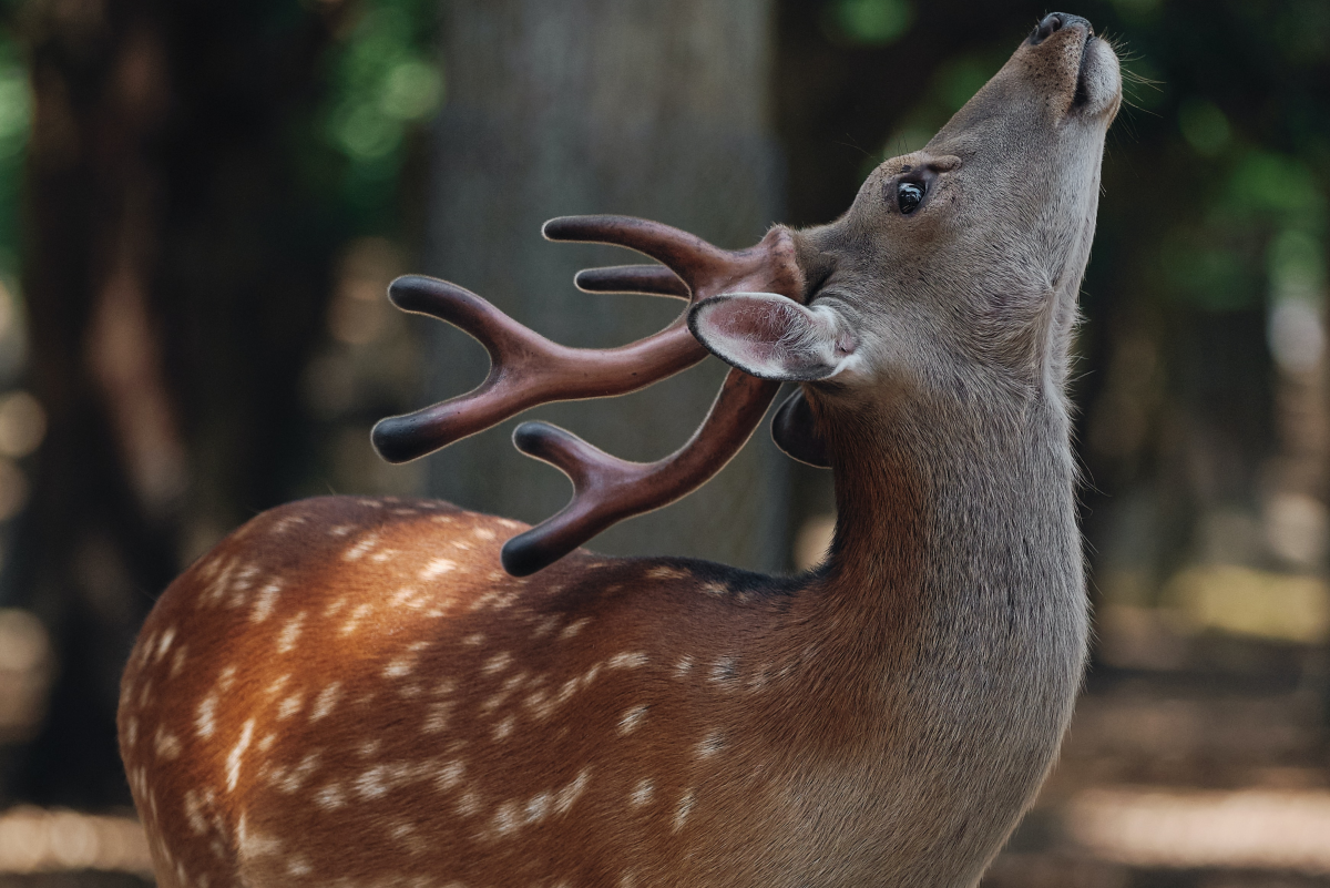 6 Deer Species That Are Kept as Pets