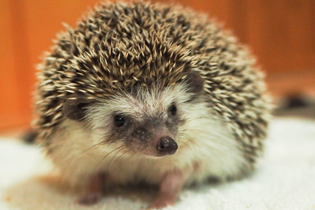 Names for Pet Hedgehogs, Porcupines, and Tenrecs