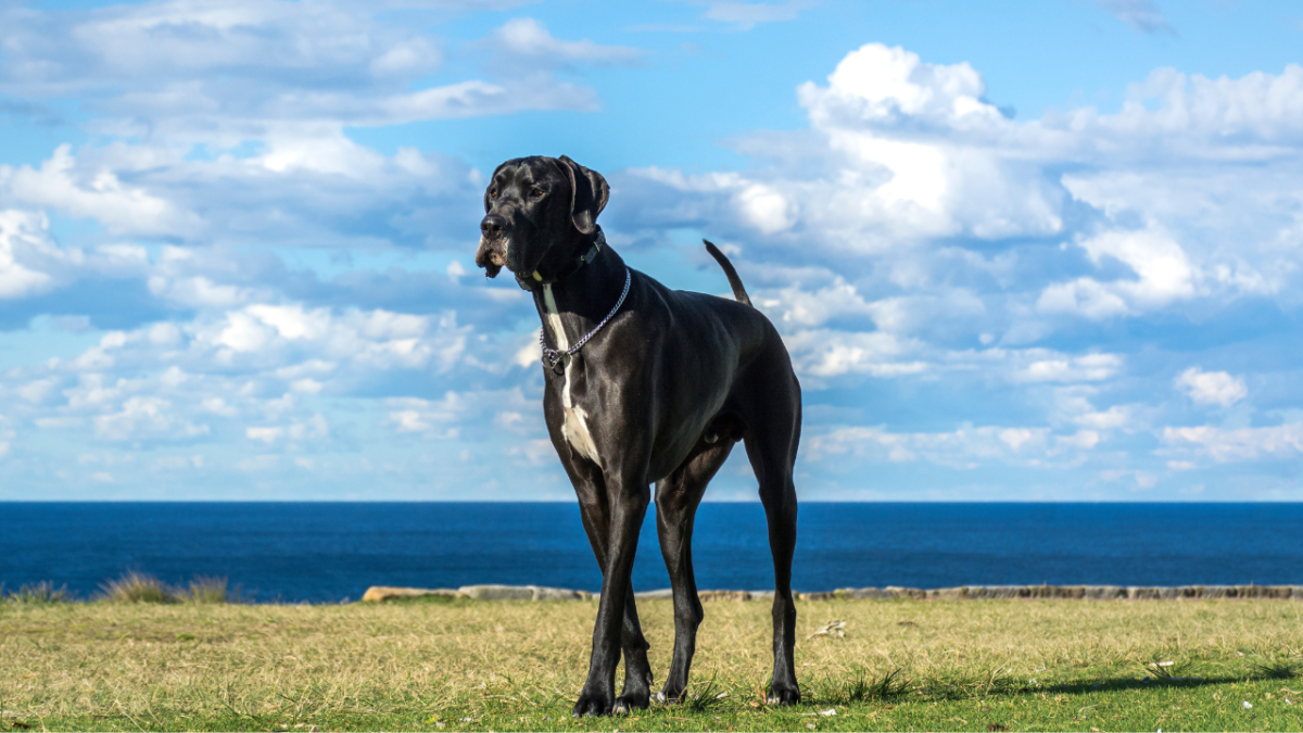 What Are the Best Joint Supplements for Dogs?