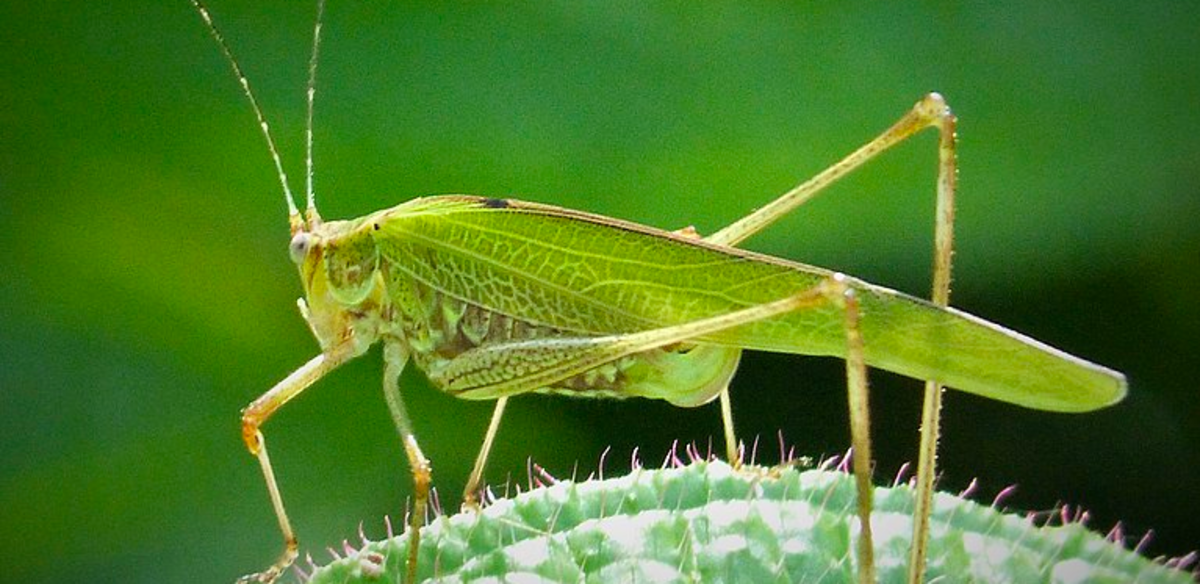 Singing Insects: Identification Guide With Audio