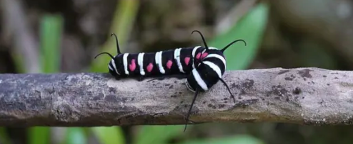 Caterpillars of India: A Guide to Common Species (With Photos)