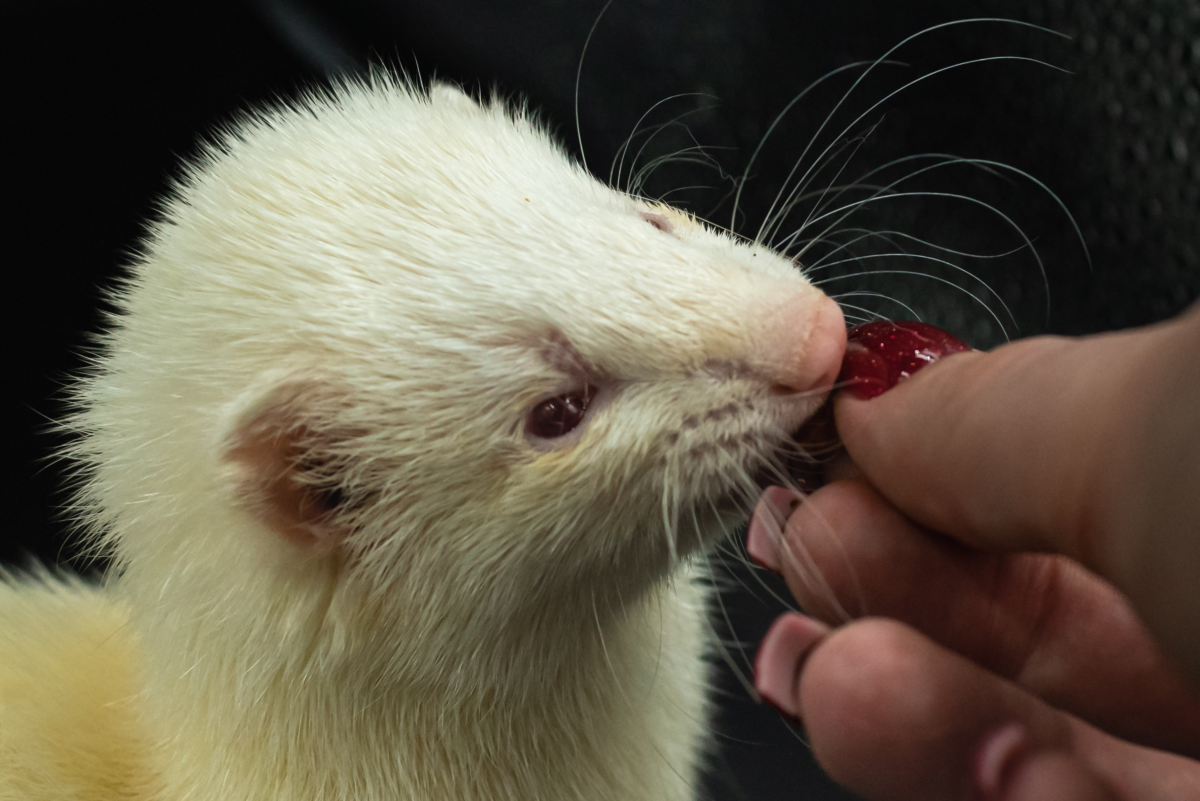 Is a Ferret the Right Pet for You?