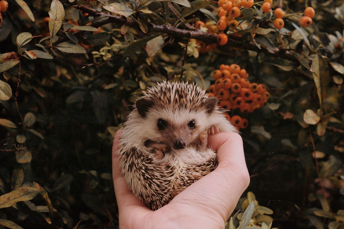 Interesting Facts About Hedgehogs