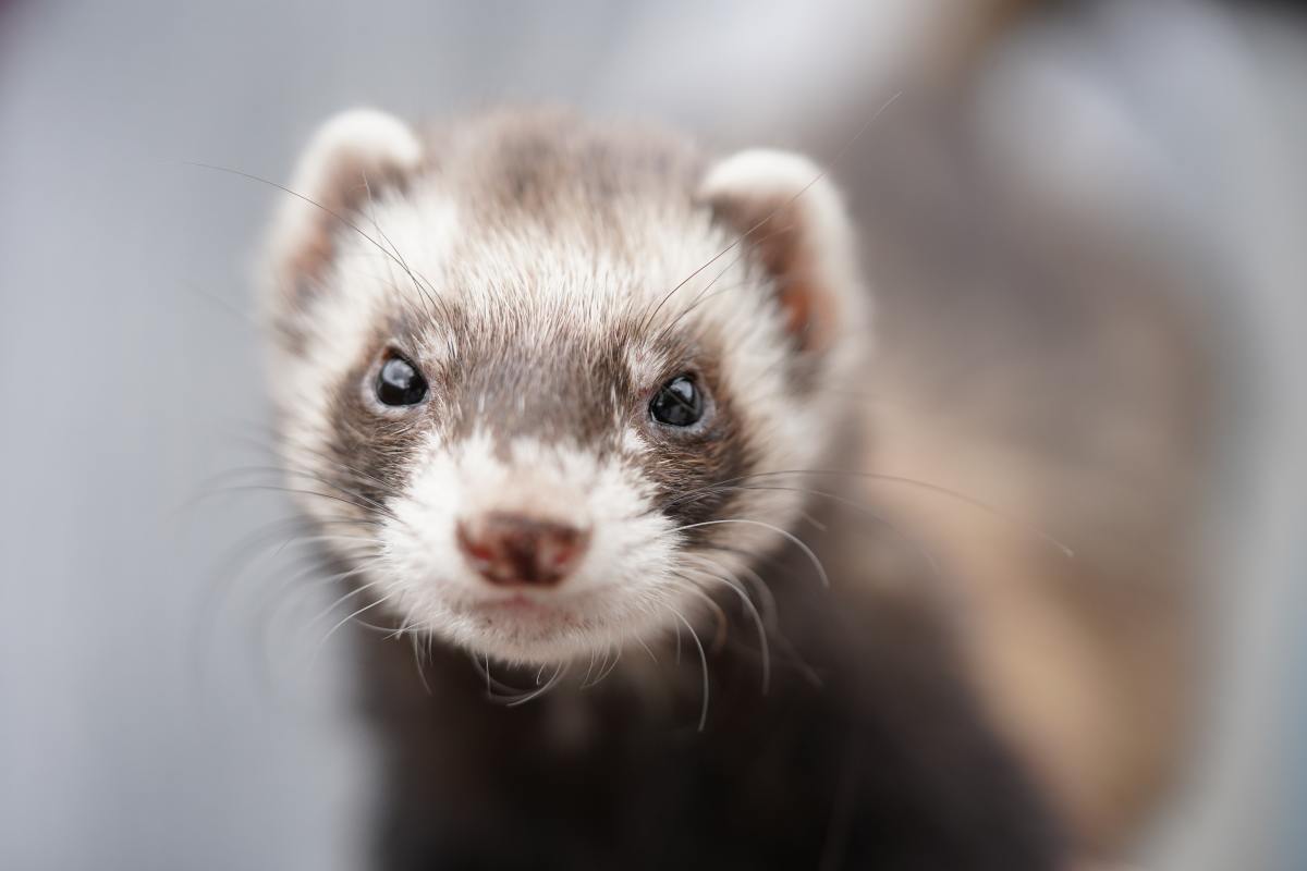 Basic Ferret Care and Facts
