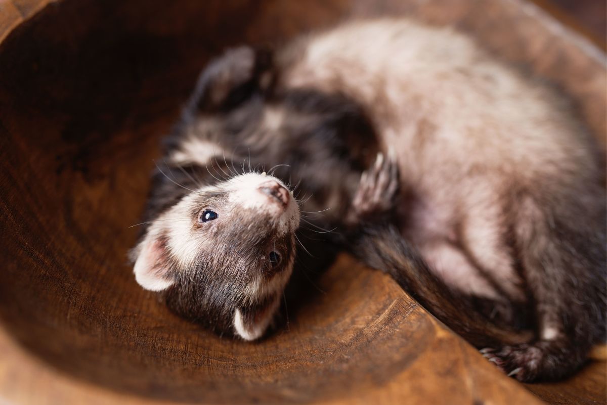 5 Ways to Make Your Ferret's Cage Smell Less