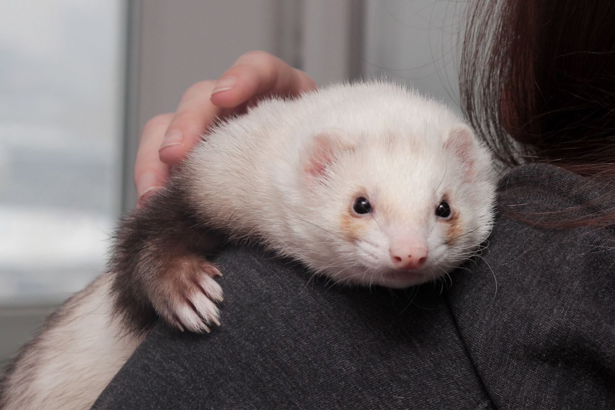7 Problems With Keeping Ferrets as Pets