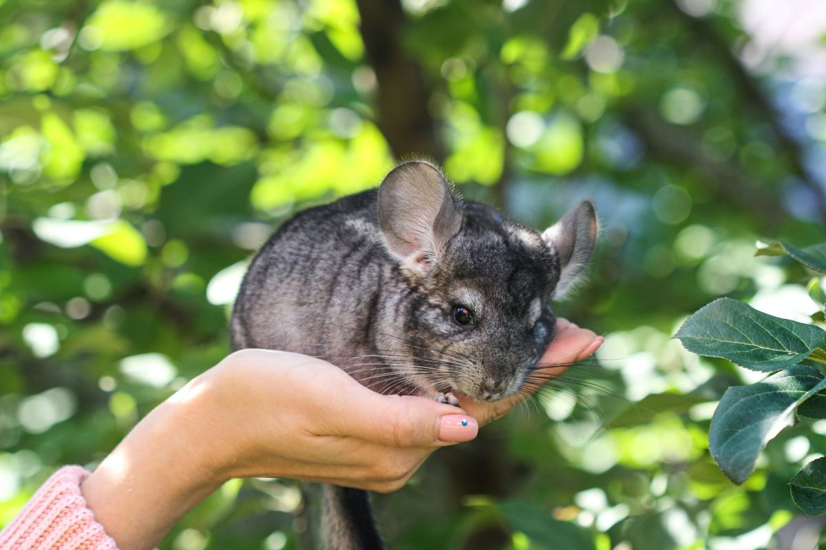Everything You Need to Know About Caring for Chinchillas