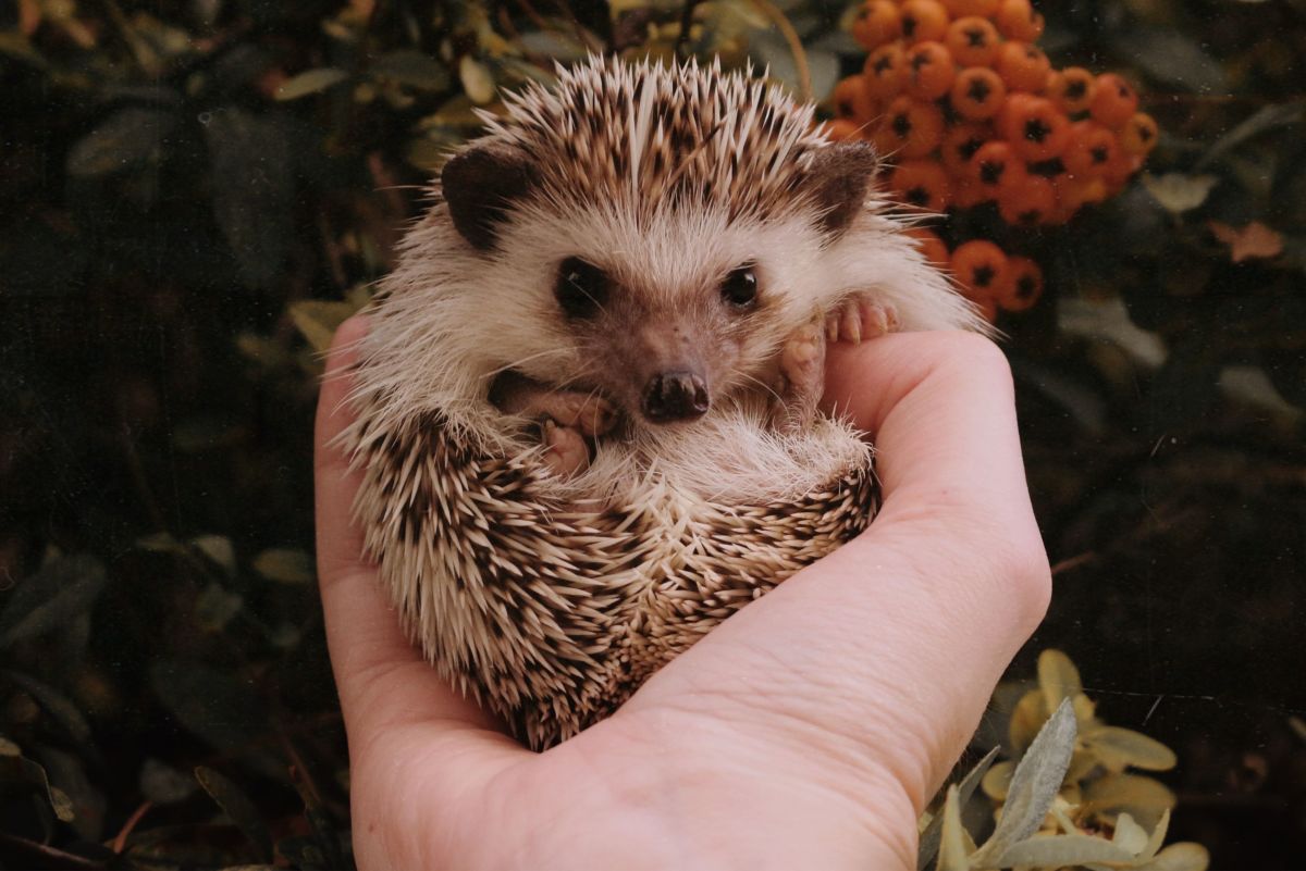 7 Fun Facts About Pet Hedgehogs