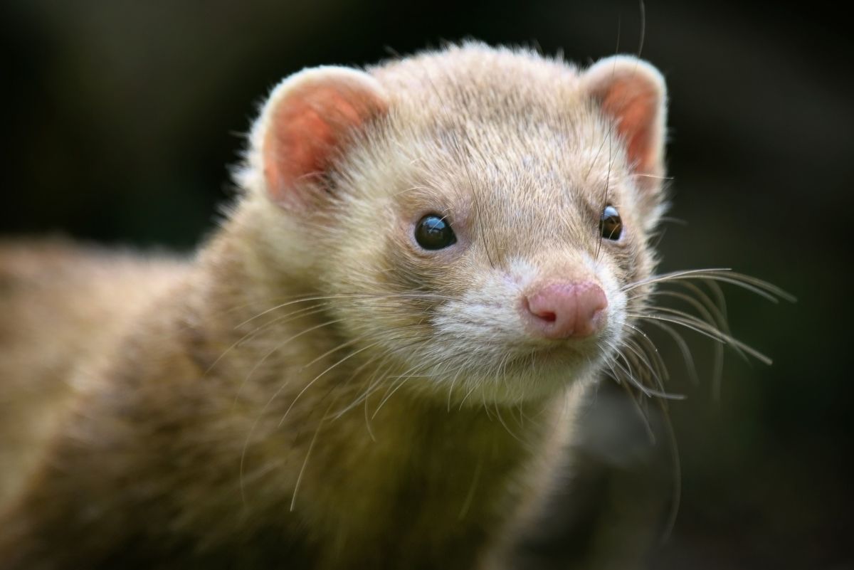 Are Ferrets Hypoallergenic? My Experience Owning Ferrets