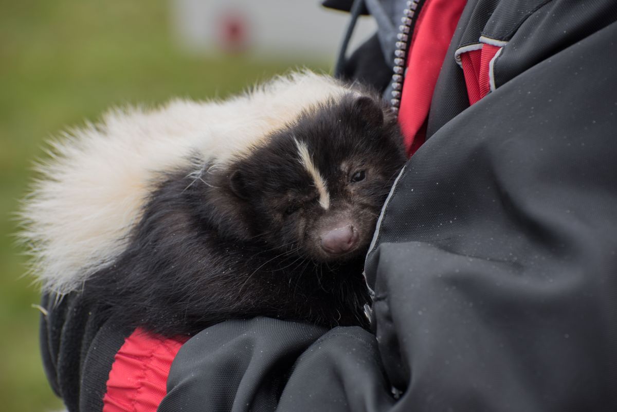 What It's Actually Like to Have a Pet Skunk